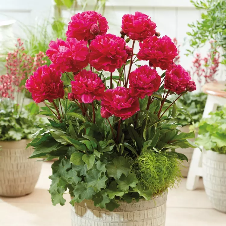 Paeonia top karl rosenfield